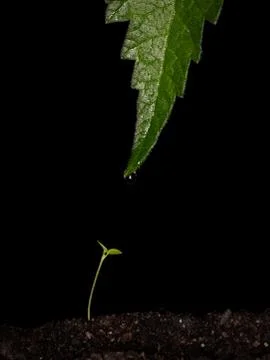 The gift Stock Photos