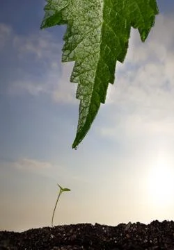 The gift Stock Photos