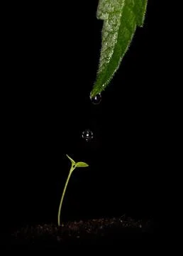 The gift Stock Photos