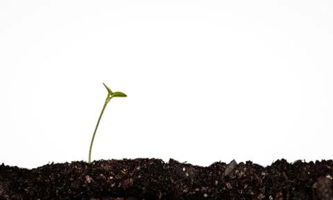 The gift Stock Photos