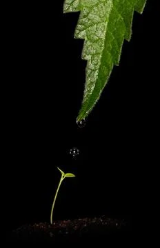 The gift Stock Photos