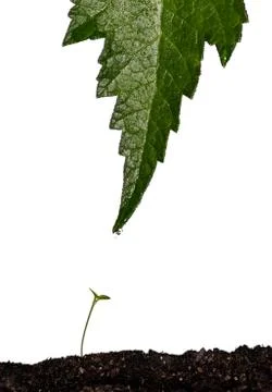 The gift Stock Photos