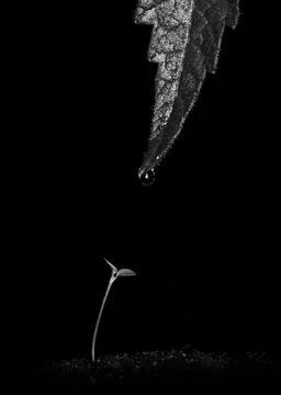 The gift Stock Photos