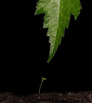 The gift Stock Photos