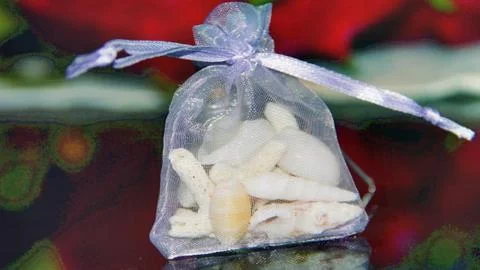 A gift from the sea for memory. Stock Photos