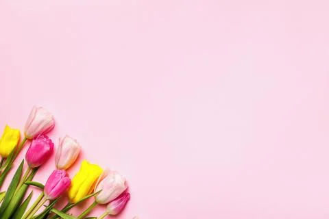 Gift spring bouquet of fresh tulips on a pink background. copy space Stock Photos