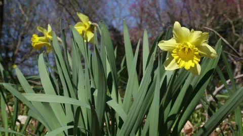 Gift of spring Stock Footage 22732639