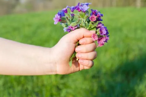 Gift of spring Stock Photos