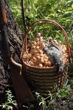 Gifts of a forest Photos