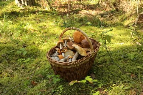Gifts of the forest Foto stock