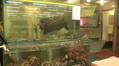 Gigant fish Stock Footage 10587667