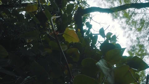 Gigant tree leaves Stock-Footage 151040428