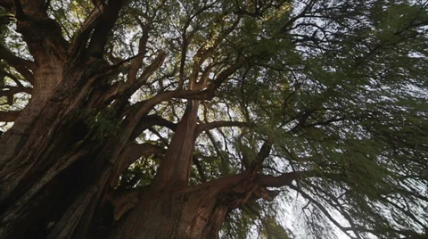 Gigantic and ancient tree Stock Footage 34087514