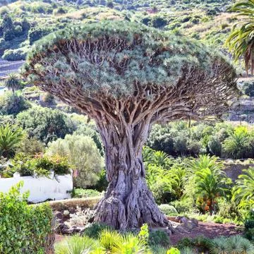 Gigantic old Dragon tree 스톡 사진