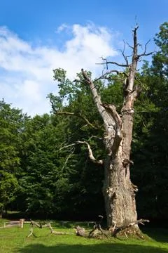 Gigantic old oak tree Stock Photos