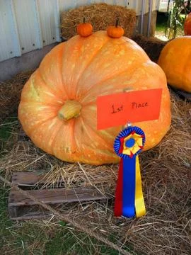 Gigantic pumpkin Stock Photos