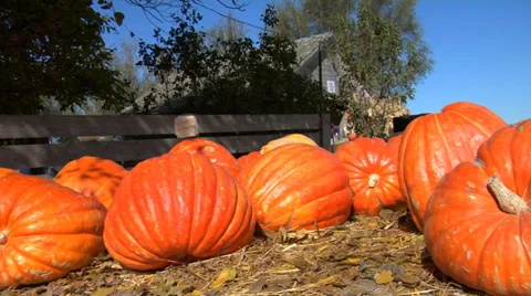 Gigantic pumpkins at pumpkin patch 库存影片 32706136