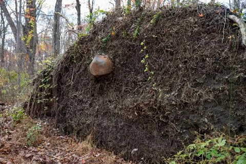 Gigantic root mass of uprooted tree with protruding rock. Stock Photos