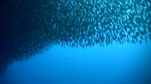 Gigantic school of sardines or silverside (Atherinidae) with tuna passing by. Stock Footage