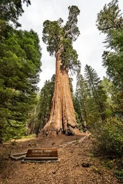 Gigantic Sequoia tree, called General Grant, in Sequoia National Park, Califo Stock Photos