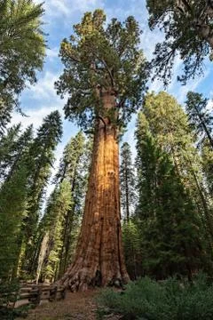 Gigantic Sequoia tree, called General Sherman, in Sequoia National Park, Cali Foto stock