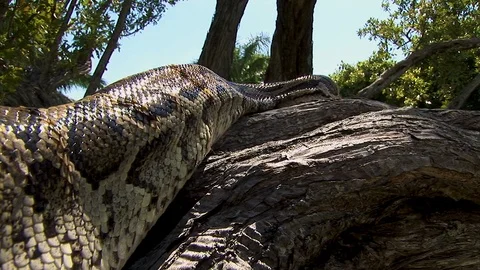 A gigantic snake slowly wiggles up in a tree in the jungle Stock Footage 125467978