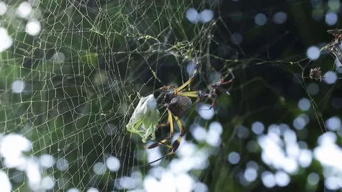 Gigantic spider taking a break from killing its prey Vídeos de archivo 79770329