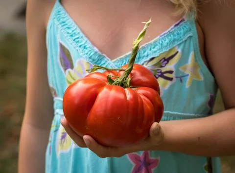 Gigantic tomato held by a child Stock Photos