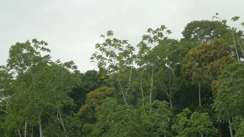 Gigantic trees of a tropical forest from a boat in Amazonia, Peru Stock Footage 237141047