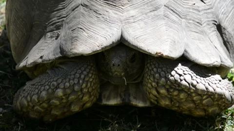 Gigantic turtle Vídeo Stock 46472321