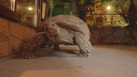 Gigantic turtle moves in exotarrium Video stock 83057003