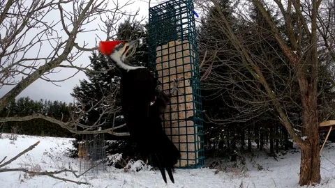 Gigantic woodpecker captured by camera mounted by bird feeder Vídeo Stock 272565449