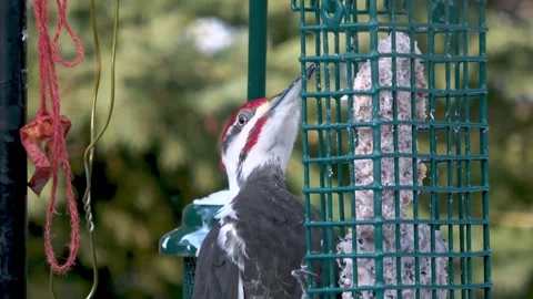 Gigantic woodpecker devours suet cake at backyard feeder 스톡 동영상 272565451