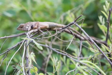 Gila climbing on the tree. Stock Photos