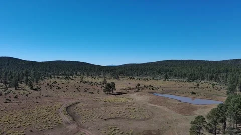 Gila forest Video stock 281580884