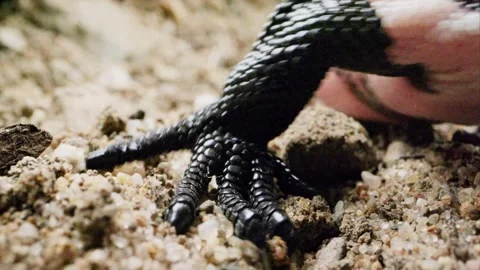 Gila monster after hatching in the cave; Sonoran desert,Arizona,USA Stock Footage 267092244
