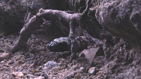 Gila monster after hatching in the cave; Sonoran desert,Arizona,USA Stock Footage 267092246