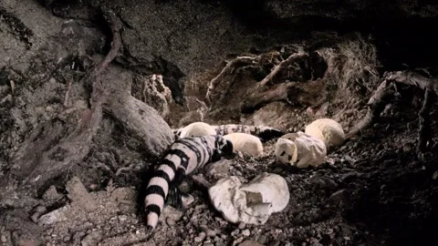 Gila monster after hatching in the cave; Sonoran desert,Arizona,USA Stock Footage 267092249