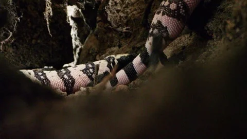 Gila monster after hatching in the cave; Sonoran desert,Arizona,USA Stock Footage 267092257
