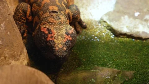 A Gila monster b Stock Footage 236699795