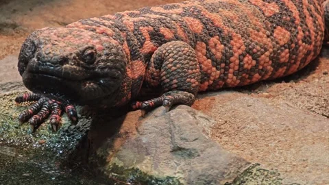 A Gila monster close up Stock Footage 301434772