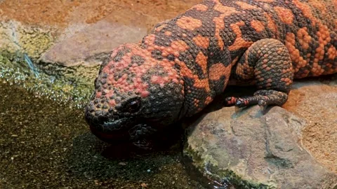 A Gila monster close up Vidéo 301434854