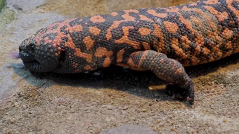 A Gila monster close up Видео 301469897
