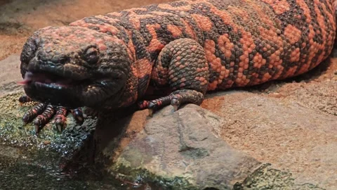 A Gila monster close up Видео 301470742