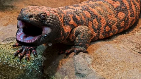 A Gila monster close up Stock-Footage 301470772