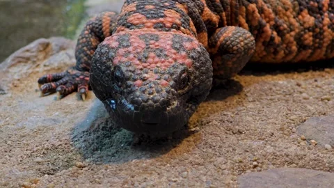 A Gila monster close up Vidéo 301475127