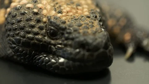 Gila Monster Crawling Towards Camera Stock-Footage 111269670