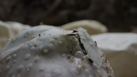 Gila monster eggs break open Stock Footage 267092144