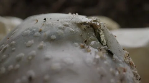 Gila monster eggs break open Stock-Footage 267092146