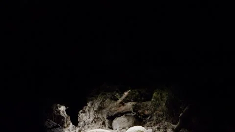 Gila monster eggs in a breeding cave  Stock Footage 267092120